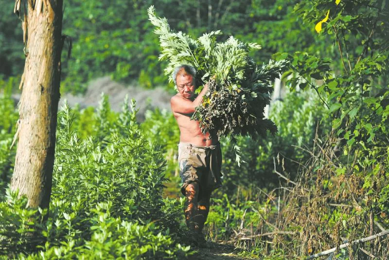 又闻端午艾草香 成都老人：辛苦一年只卖两天(图3)