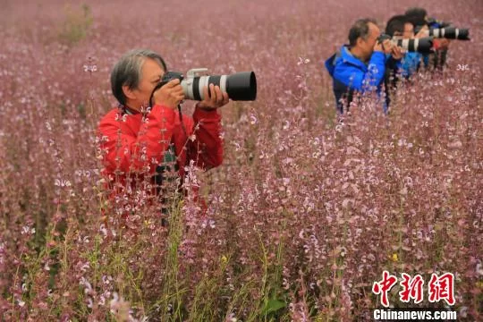 新疆昭苏高原“紫色花海”惊艳绽放惹人醉(图3)