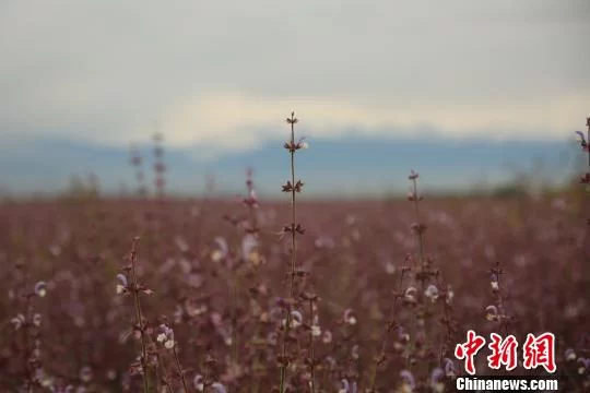 新疆昭苏高原“紫色花海”惊艳绽放惹人醉(图4)