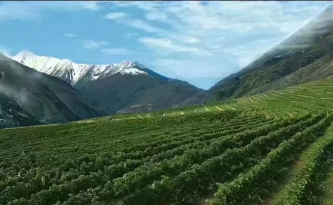 德国前总统武尔夫是如何喝上神沟九寨红的?(图4) 位于“蜀山皇后、东方圣山”四姑娘山下的种植基地生态环境极为优良