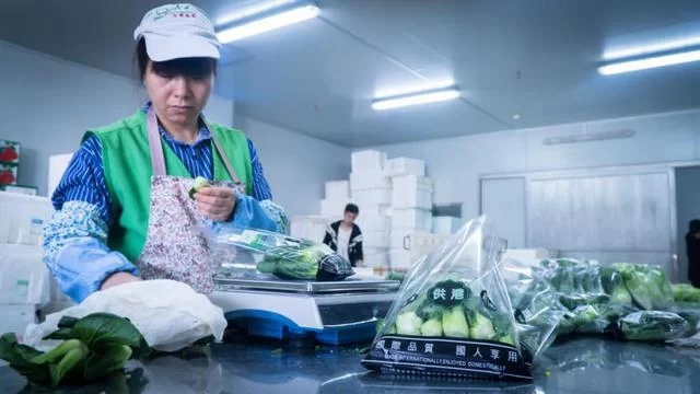 17个农民兄弟和第一个蔬菜产销合作社(图7) 17个农民兄弟和第一个蔬菜产销合作社(图7)