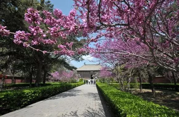 春暖花开 疫情尽散 春游去吧!(图30) 春暖花开 疫情尽散 春游去吧!(图30)