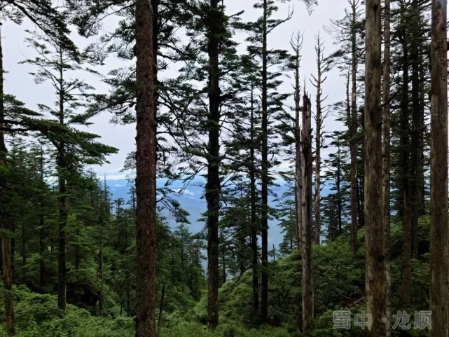 龙顺:蜀山有“仙”,我在亚洲最大桌山瓦屋等你(图4) 龙顺:蜀山有“仙”,我在亚洲最大桌山瓦屋等你(图4)
