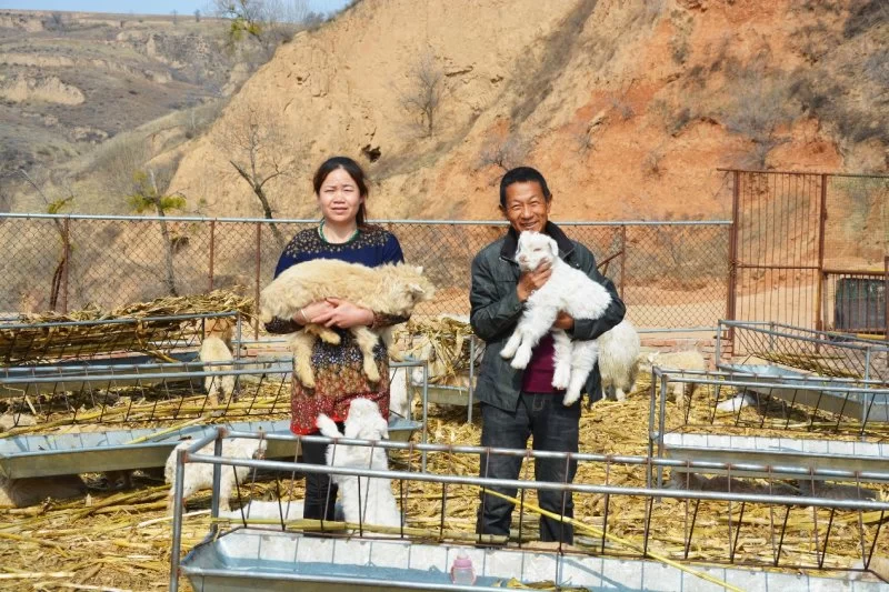 陕西神木：产业扶贫“挑大梁”，麟州遍开“富民花”(图2)